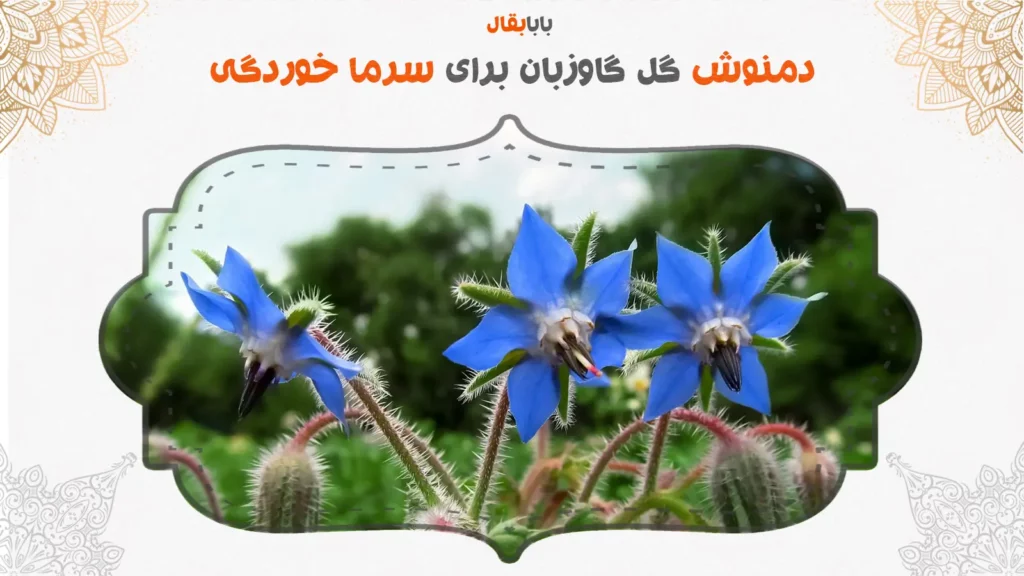 گل گاوزبان برای سرماخوردگی