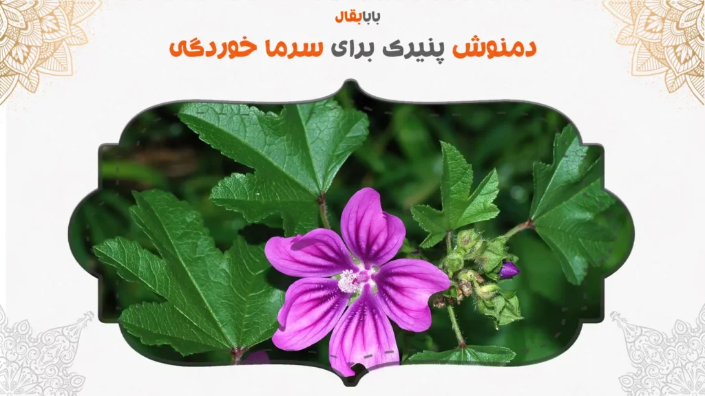 دمنوش پنیرک برای سرماخوردگی