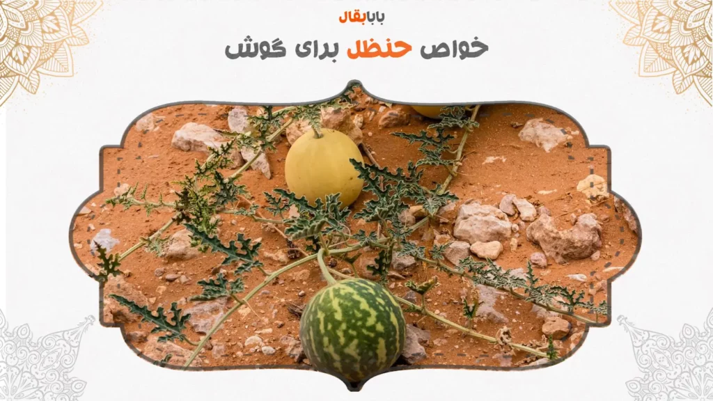 خواص روغن حنظل برای گوش