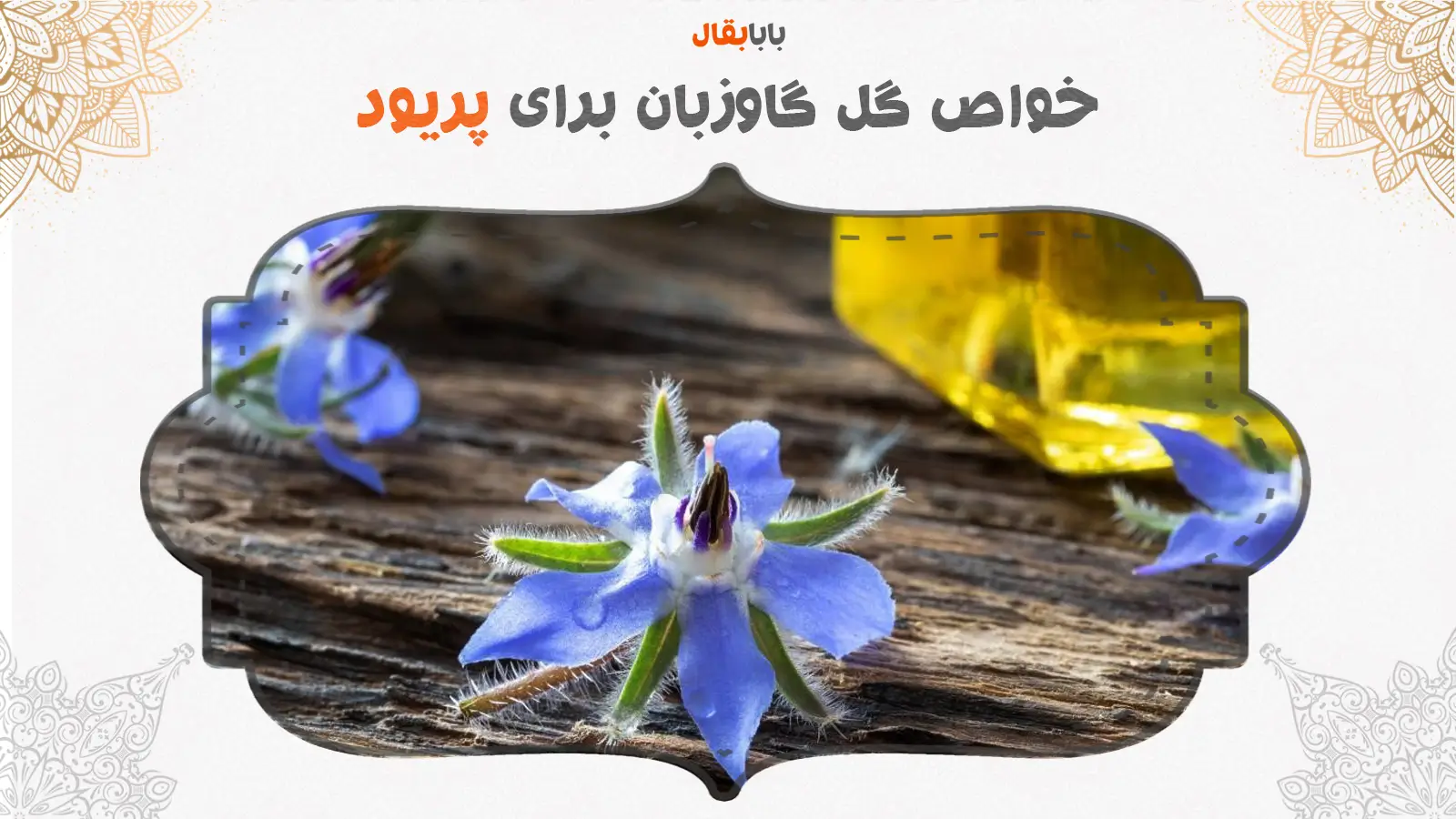 خواص گل گاوزبان برای پریود