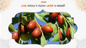 آشنایی با خواص دارویی و درمانی عناب